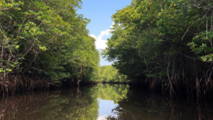 mangrove point 1600x900 (1)