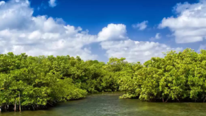 mangrove point 1600x900 (2)